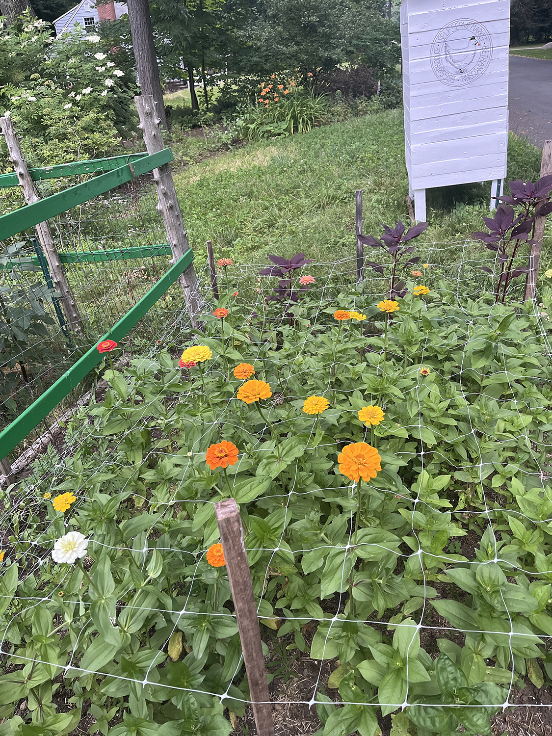 Dalias growing1500 Chickens make eggs