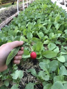 Micro Farm and Sourdough Bakery