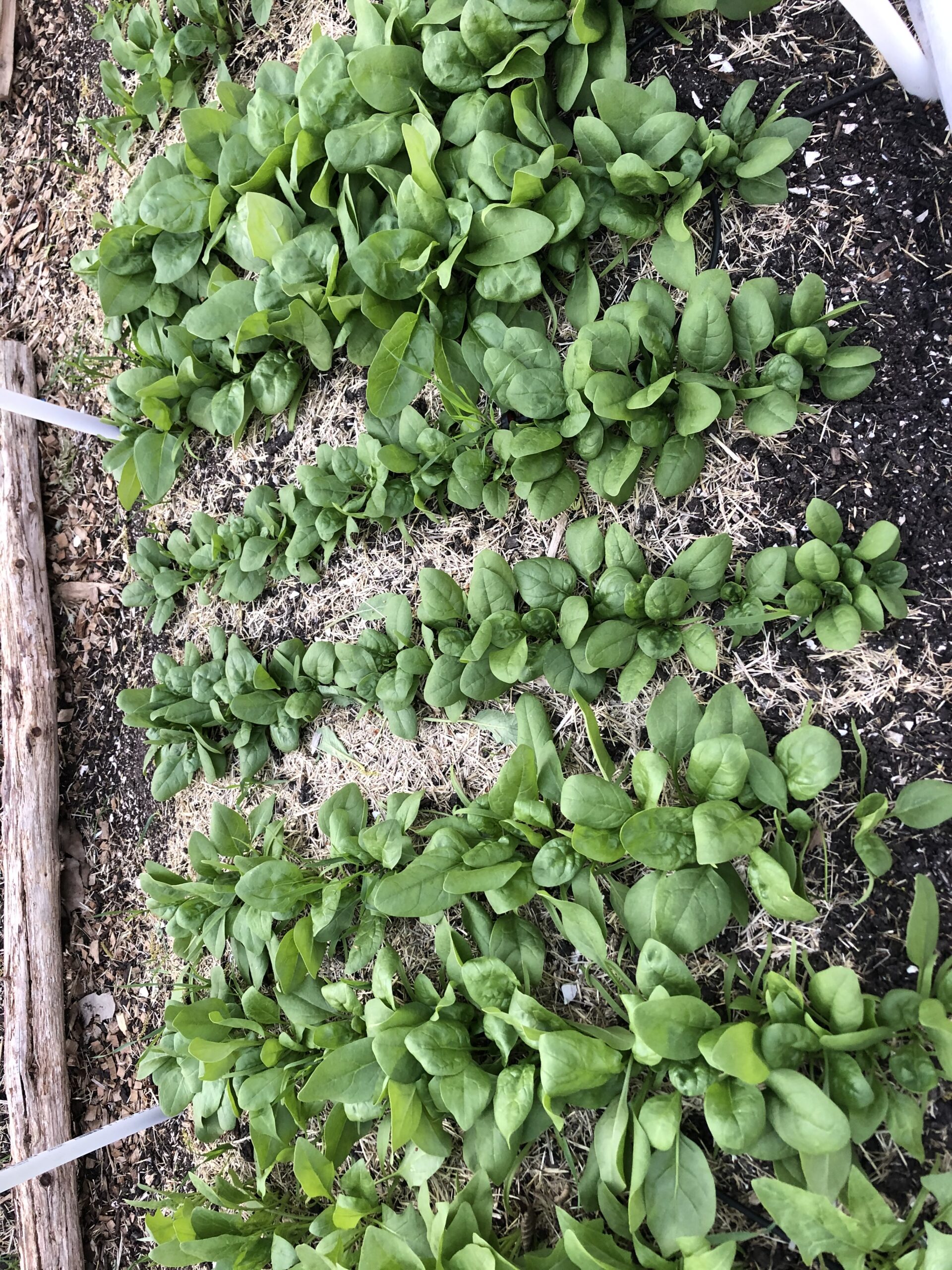 Lettuces Micro Farm and Sourdough Bakery