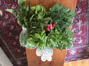 micro farm spinach