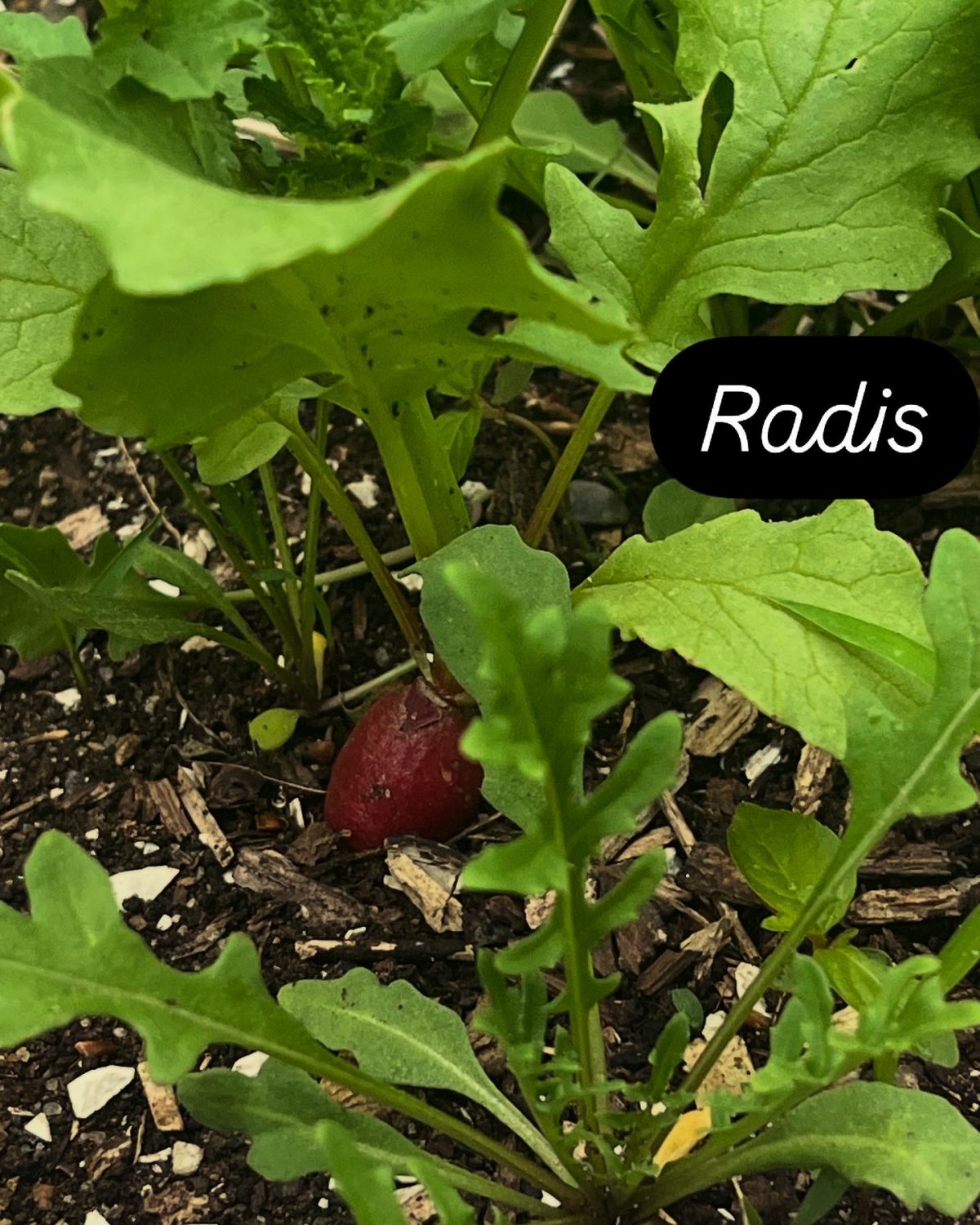Veggies Micro Farm and Sourdough Bakery
