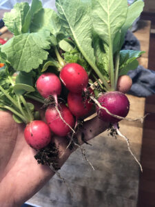 Radishes