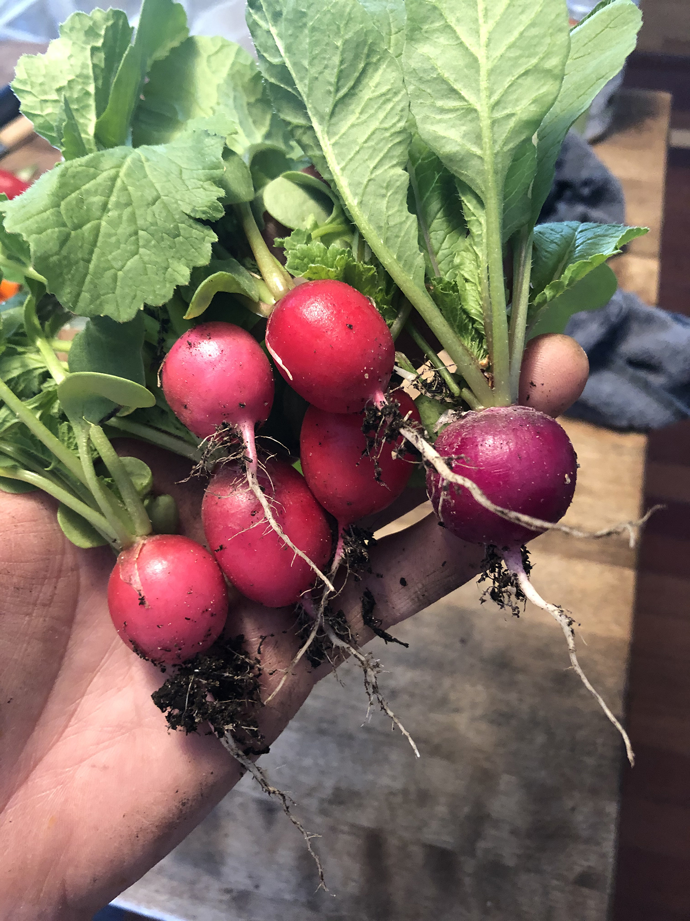 radishes 1400 Micro Farm and Sourdough Bakery